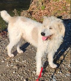 Mix Spinone 6anni salvato 3anni fa NOVARA SOS