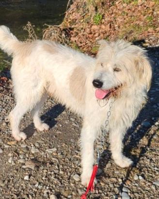 Mix Spinone 6anni salvato 3anni fa NOVARA SOS