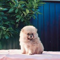Cucciolini volpino di pomerania nano