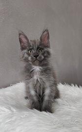 Maine Coon Blue Smoke femmina