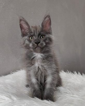Maine Coon Blue Smoke femmina