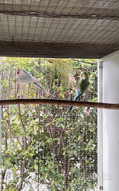 Parrocchetti dal collare