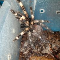 Migale Nhandu chromatus