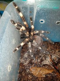 Migale Nhandu chromatus