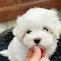 Maltese