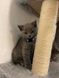 Gattino scottish