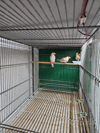 Cardellini bruno pastello