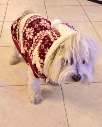 Cappottini per cane piccolo