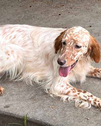 Setter inglese femmina