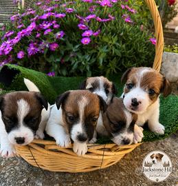 Jack russel Pedegree