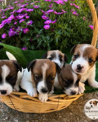 Jack russel Pedegree