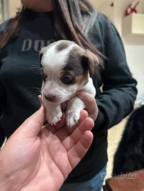 Mini Pincher chihuahua Toy da borsetta