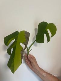 Talee di Monstera Aurea Variegata