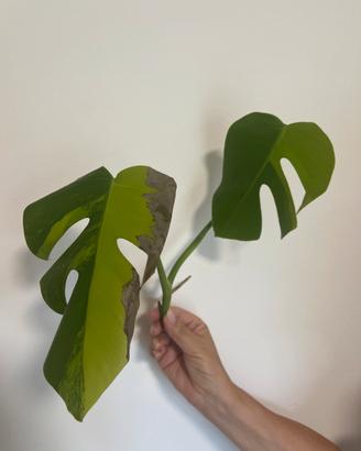 Talee di Monstera Aurea Variegata