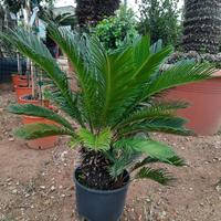 Piante cycas