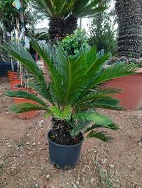 Piante cycas