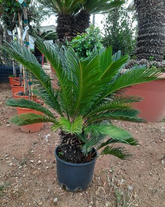 Piante cycas