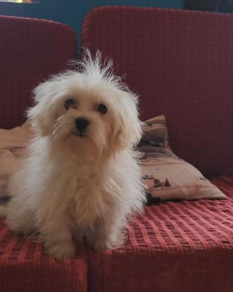 MALTESI CUCCIOLI