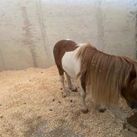 Pony pezzato 80 cm