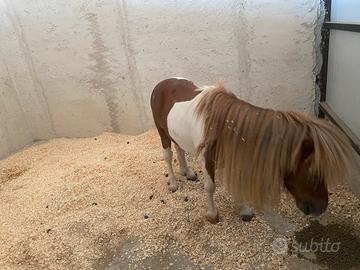 Pony pezzato 80 cm