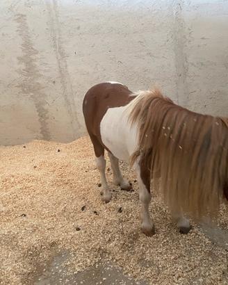 Pony pezzato 80 cm