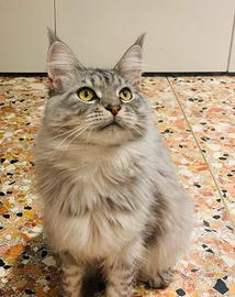 Animali