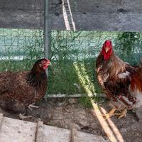 Gruppo polli Wyandotte