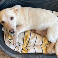 PIPPO 1 ANNO 14 KG taglia media piccola