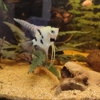 Scalari Cory ancistrus cardinali oto margaritatus