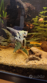 Scalari Cory ancistrus cardinali oto margaritatus