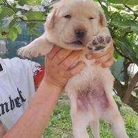 Dolci cuccioli labrador miele