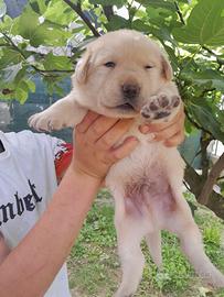 Dolci cuccioli labrador miele