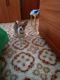 Maschio di jack Russell accoppiamento