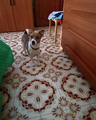 Maschio di jack Russell accoppiamento