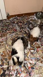 Fox terrier 2 femmine da vedere