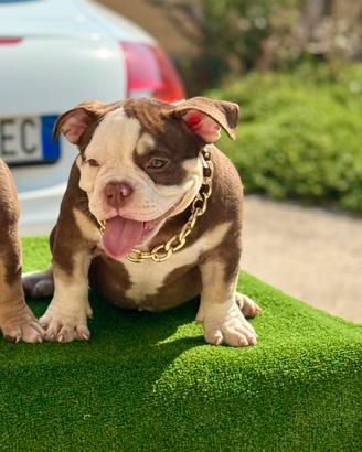 American bully micro exotic