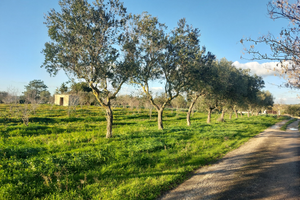 Terreno Agricolo con Rustico