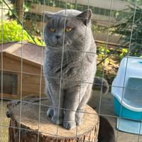 Accoppiamento British Shorthair