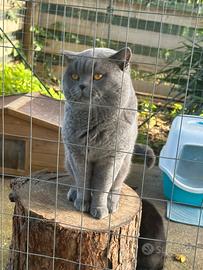 Accoppiamento British Shorthair