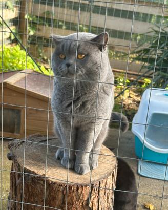 Accoppiamento British Shorthair