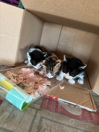 Cuccioli gatti