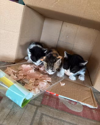Cuccioli gatti