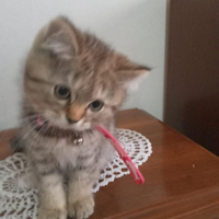 Gattini di razza Scottish Fold e Straight