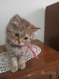 Gattini di razza Scottish Fold e Straight