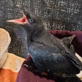 Baby Corvo Imperiale in 4 Rate