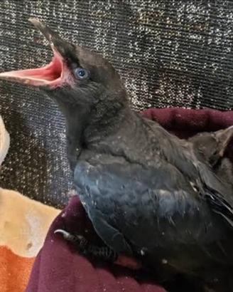 Baby Corvo Imperiale in 4 Rate