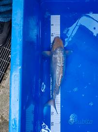 Carpa aragoke