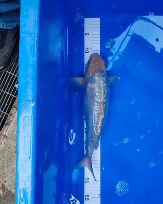Carpa aragoke