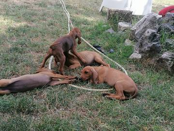 Cuccioli di segugio italiano