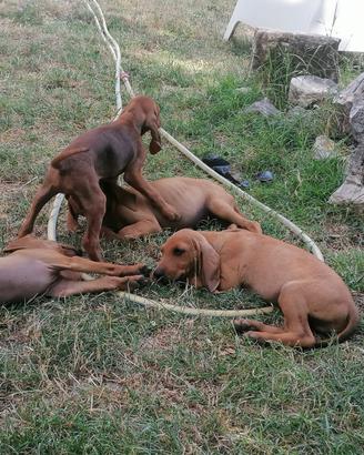 Cuccioli di segugio italiano
